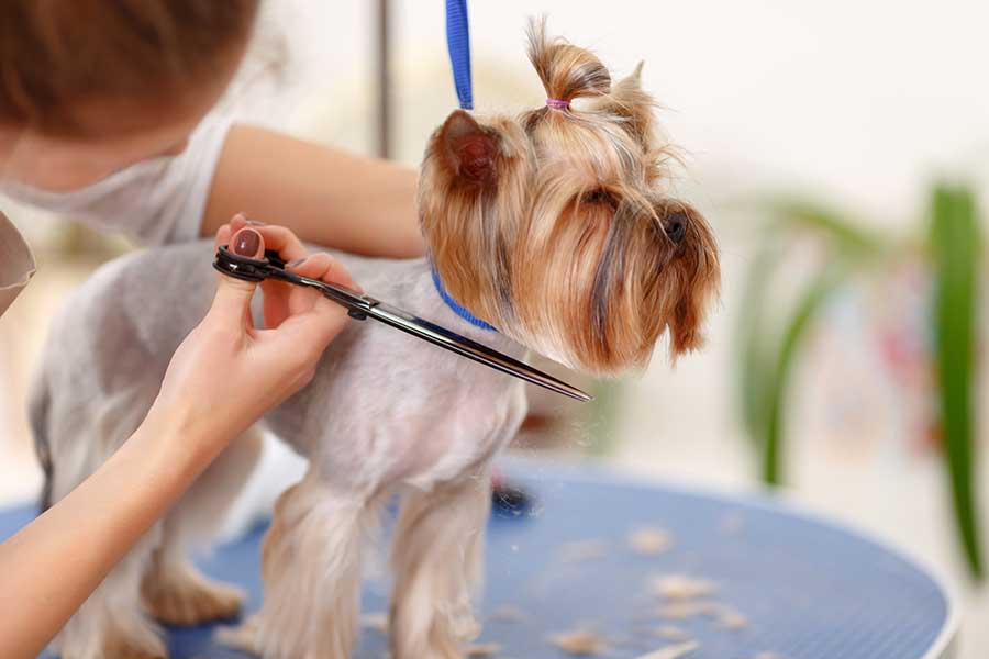 K8s K9s Groom Room