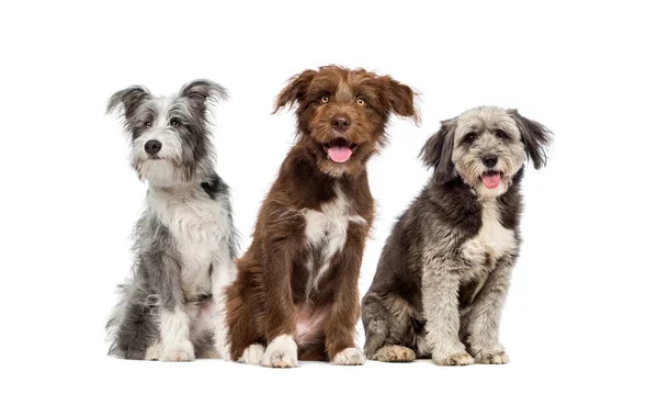 K8s K9s Groom Room