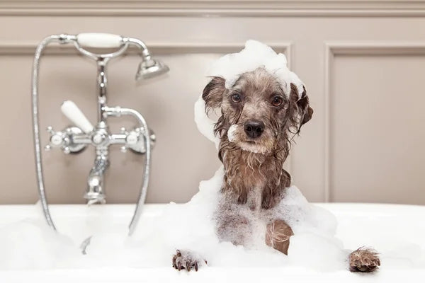 K8s K9s Groom Room